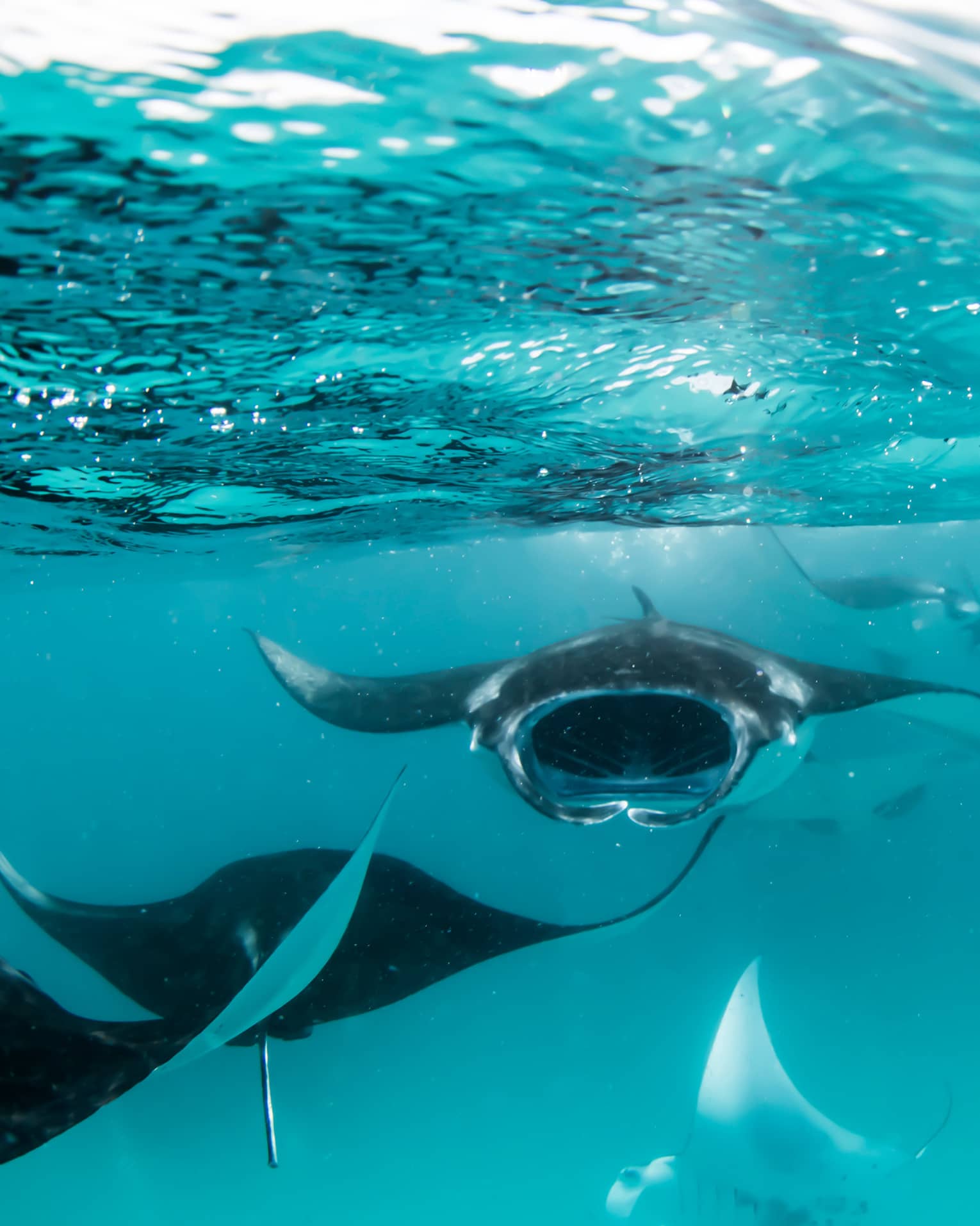 Manta rays swimming underwater