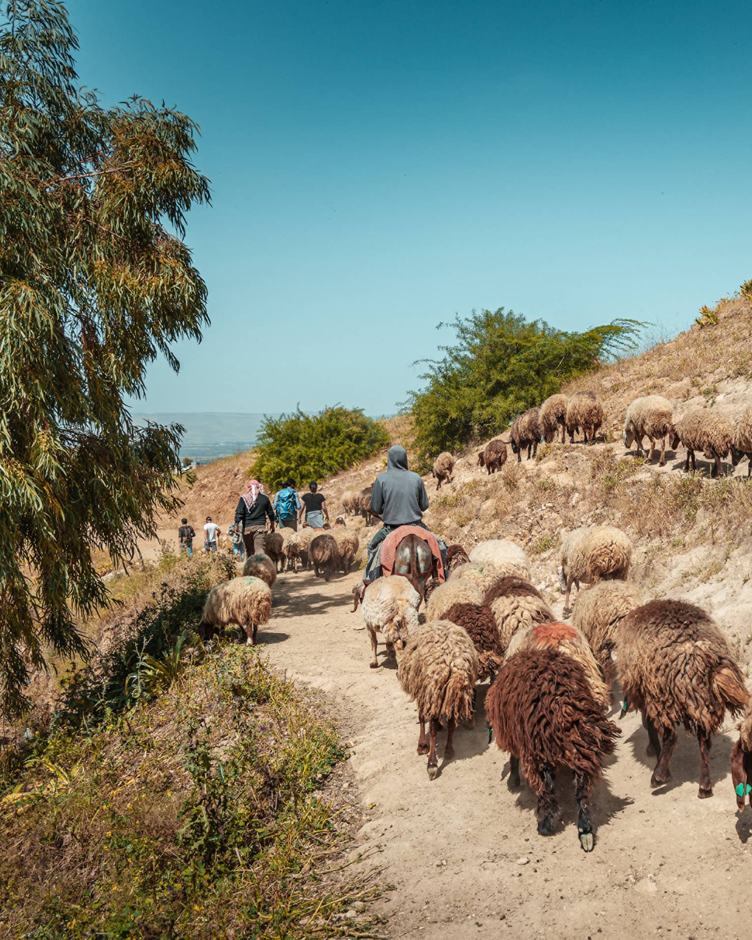 A herd of sheep is led along a mountain path by four people on horseback in Pella, Jordan