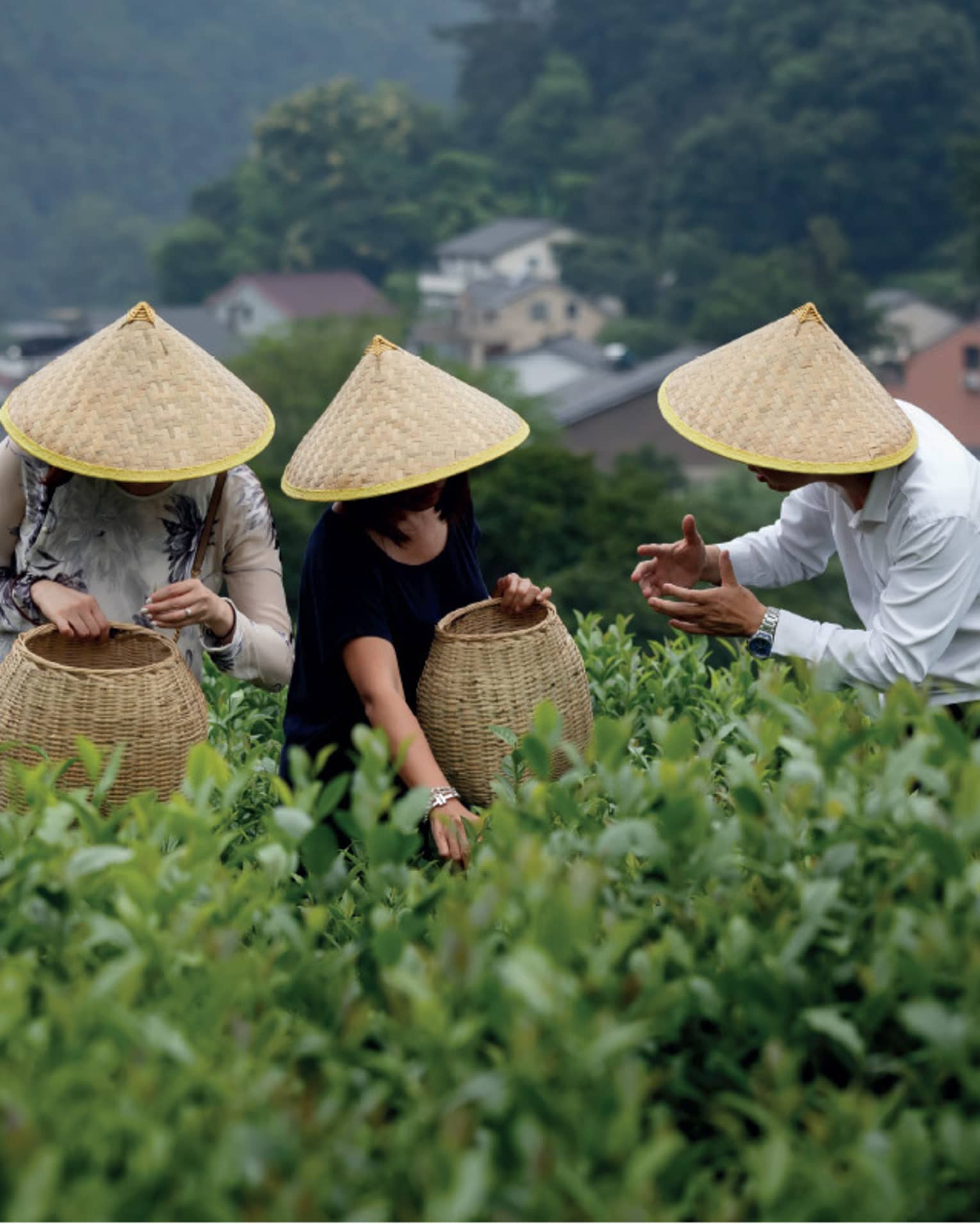Three individuals wearing woven sun hats working in the fields of a tea plantation