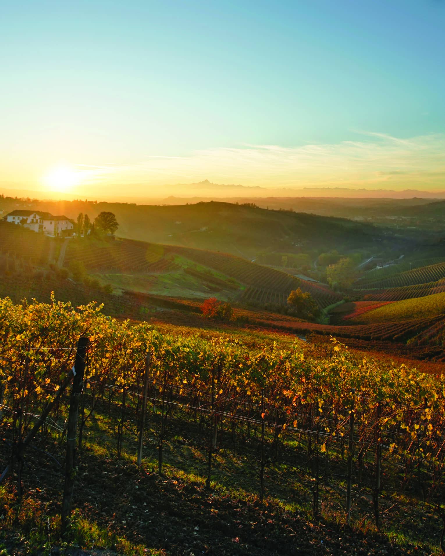 Golden sun over rolling vineyards in Italy 
