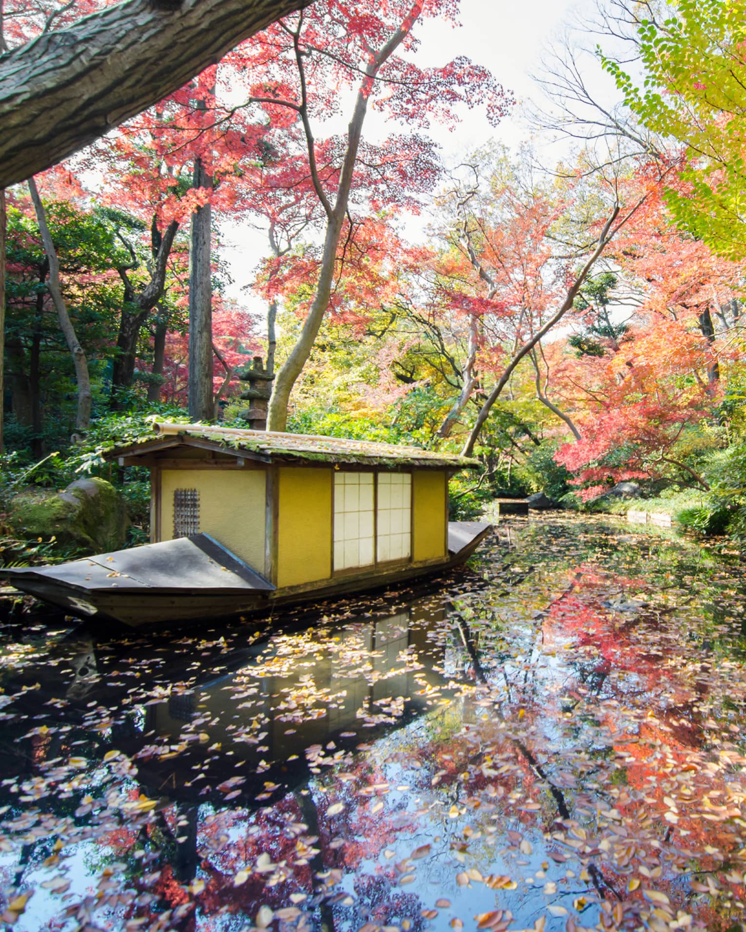 A house boat floats along a leaf-covered lake