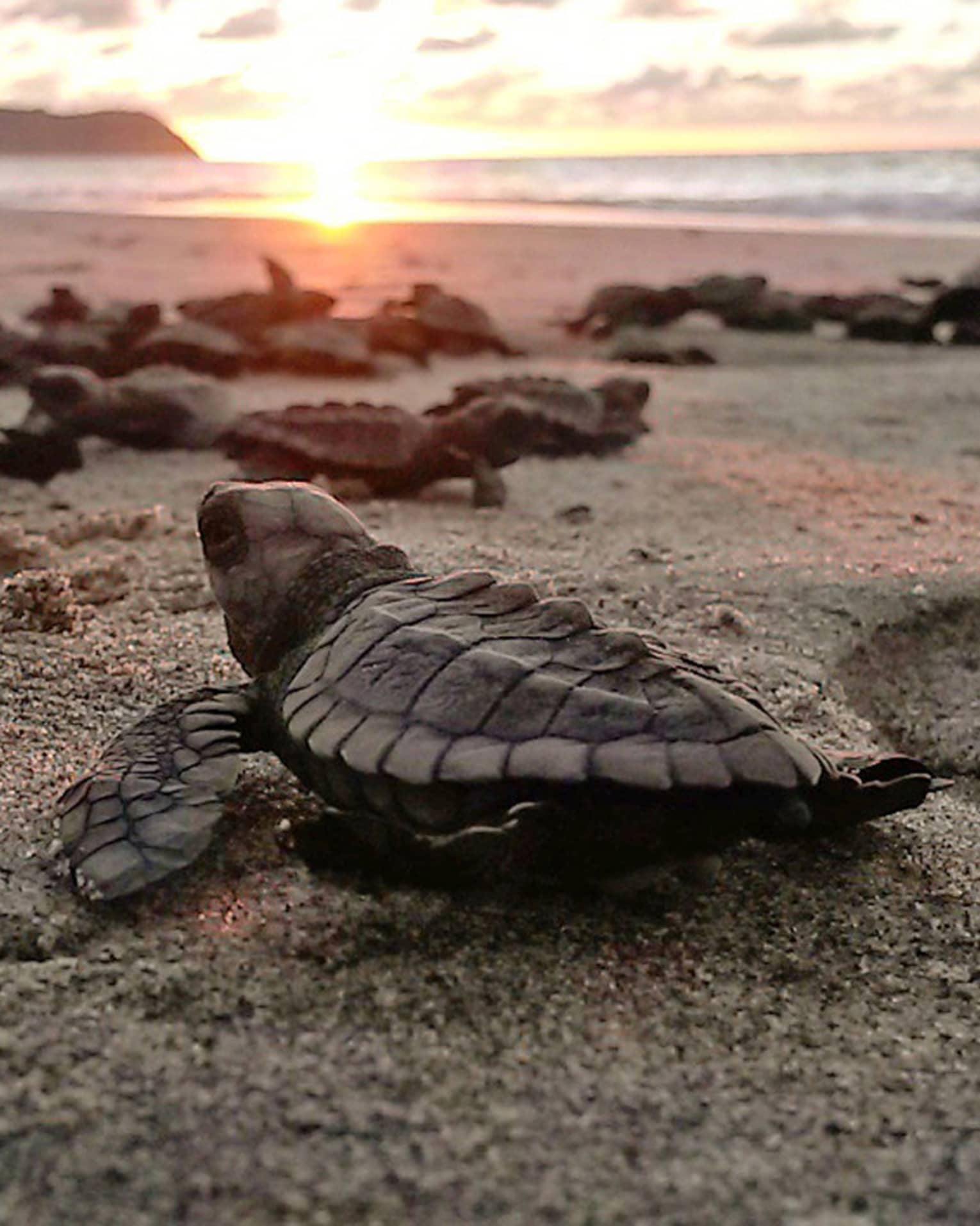 This image depicts a group of baby sea turtles moving on a beach with the sun in the distance, and is connected to ESG and sustainability