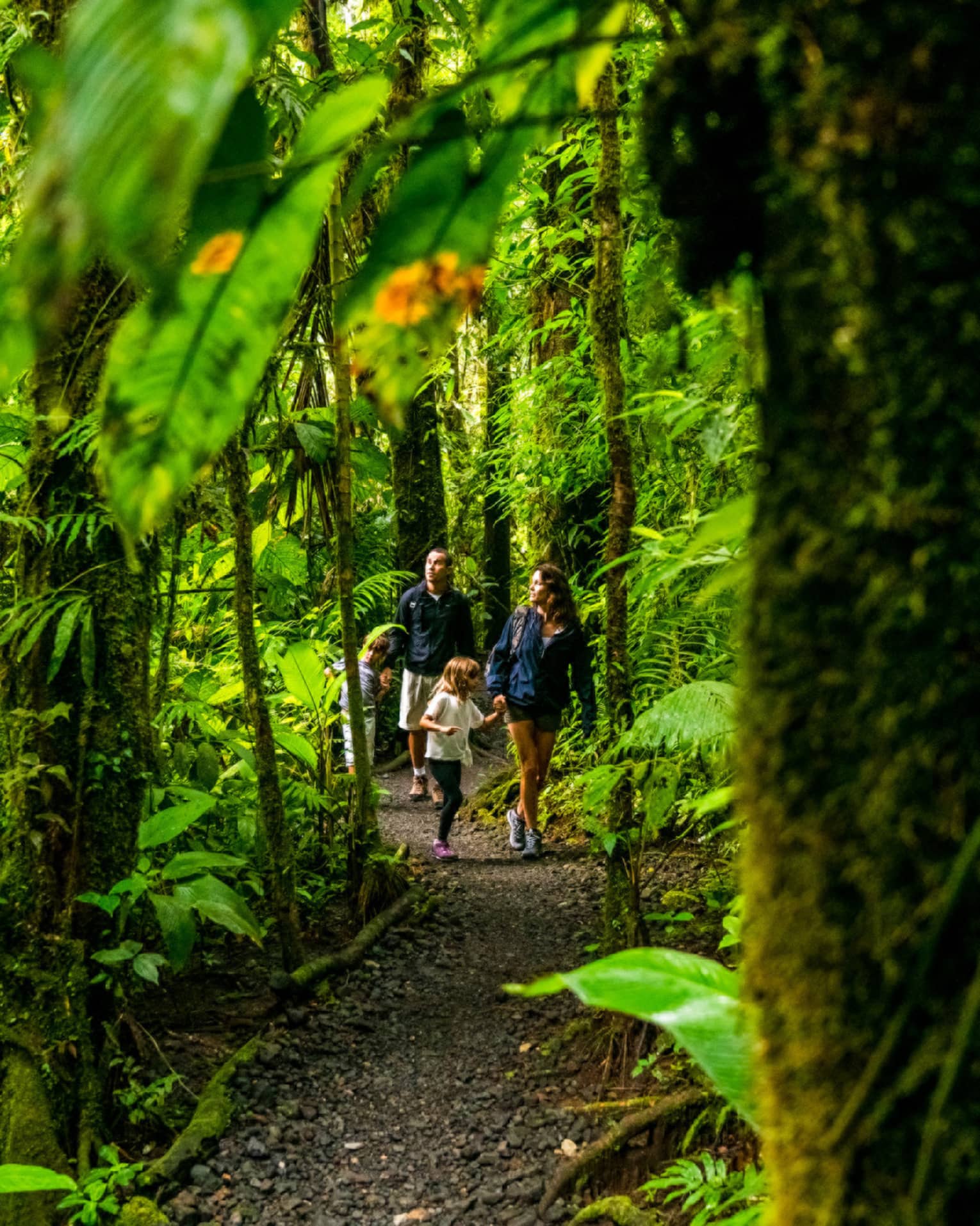 Young family of four hike through forest trail under lush canopy of tropical trees