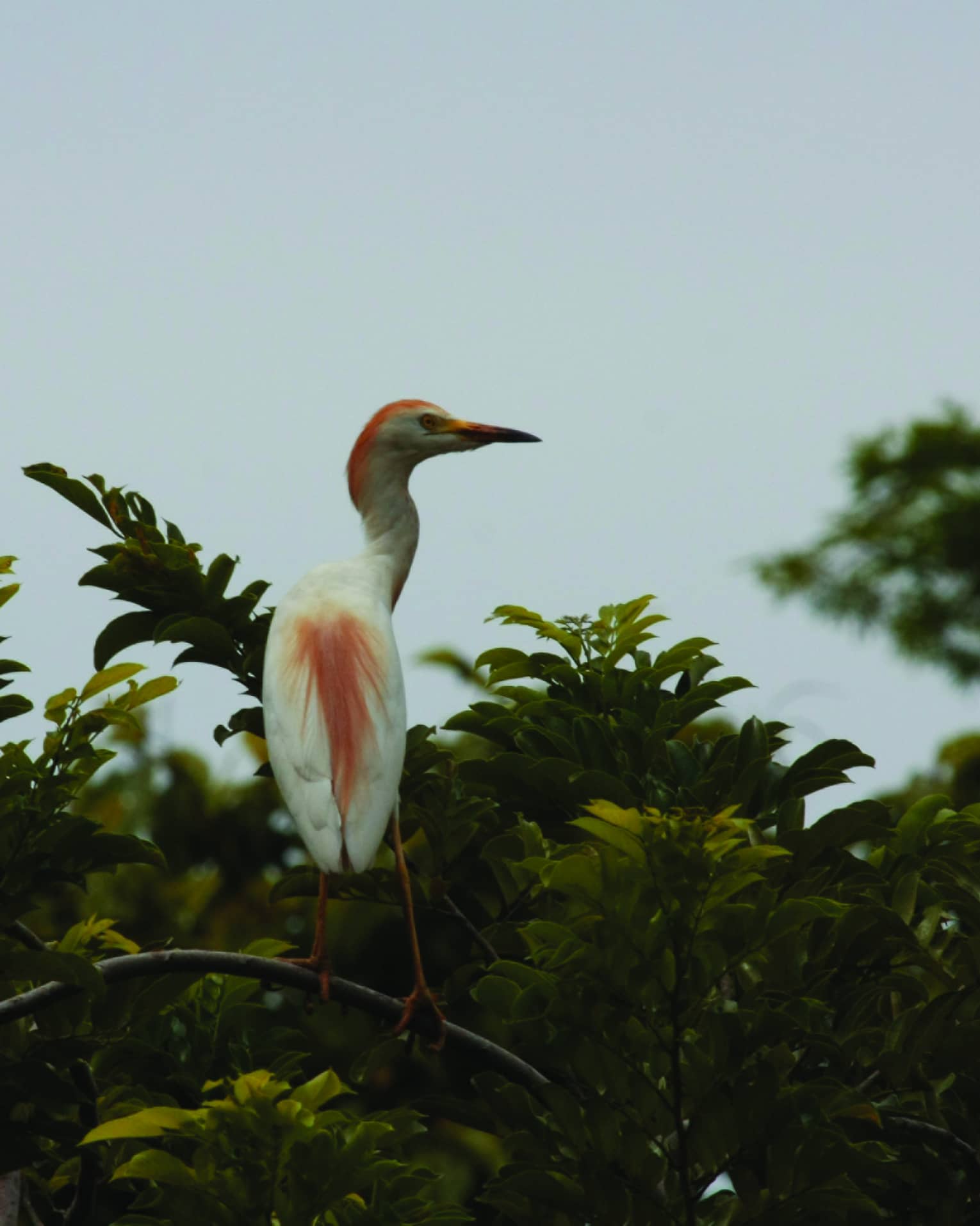 A white crane, splashes of crimson on its back, top of head and beak, perches on dark green foliage against blue background.