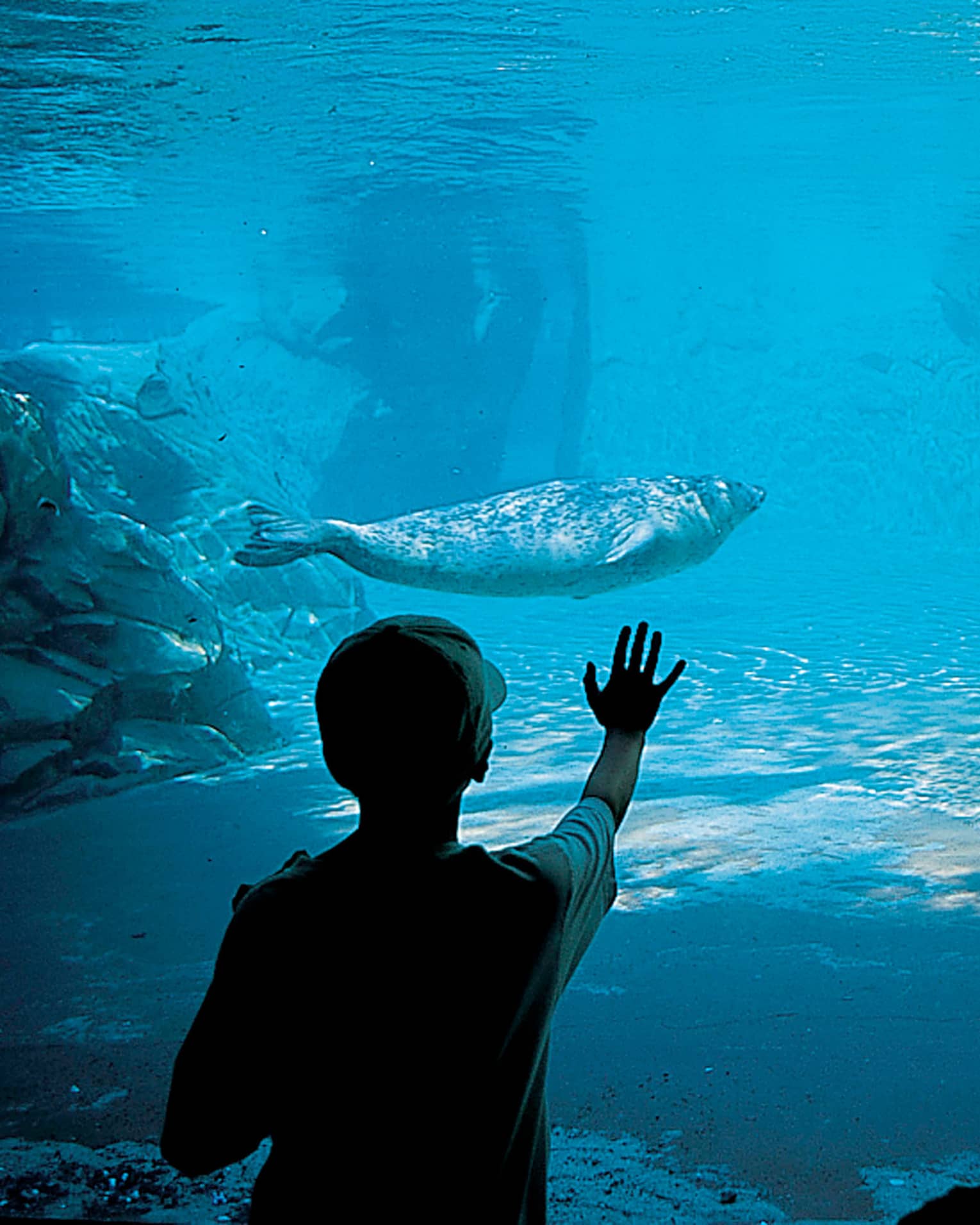 Seal swims underwater in aquarium, silhouette of child with hand against glass