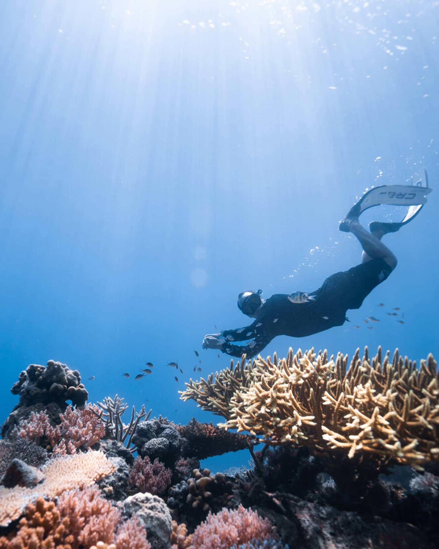 ,A person scuba dives over a colorful coral reef
