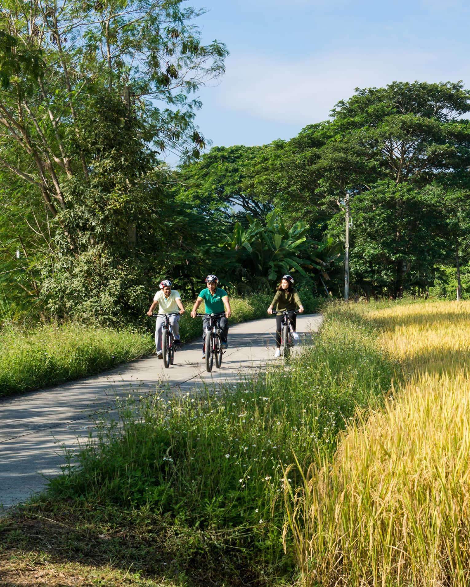 Tour de Mae Rim, three people ride bicycles down path past golden field