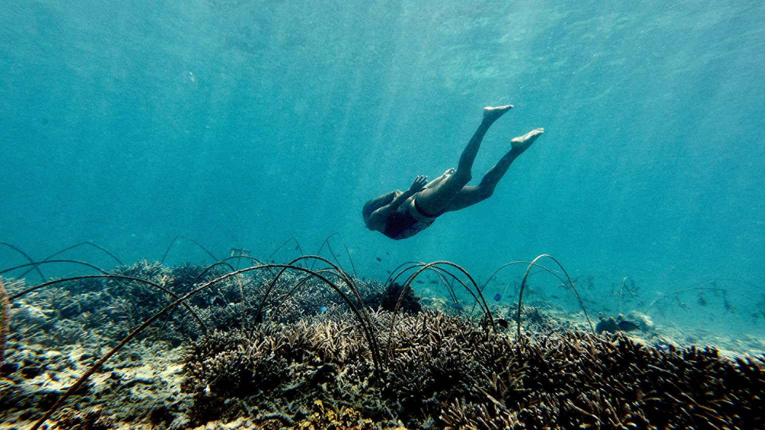 Underwater view of woman diving down to coral reef