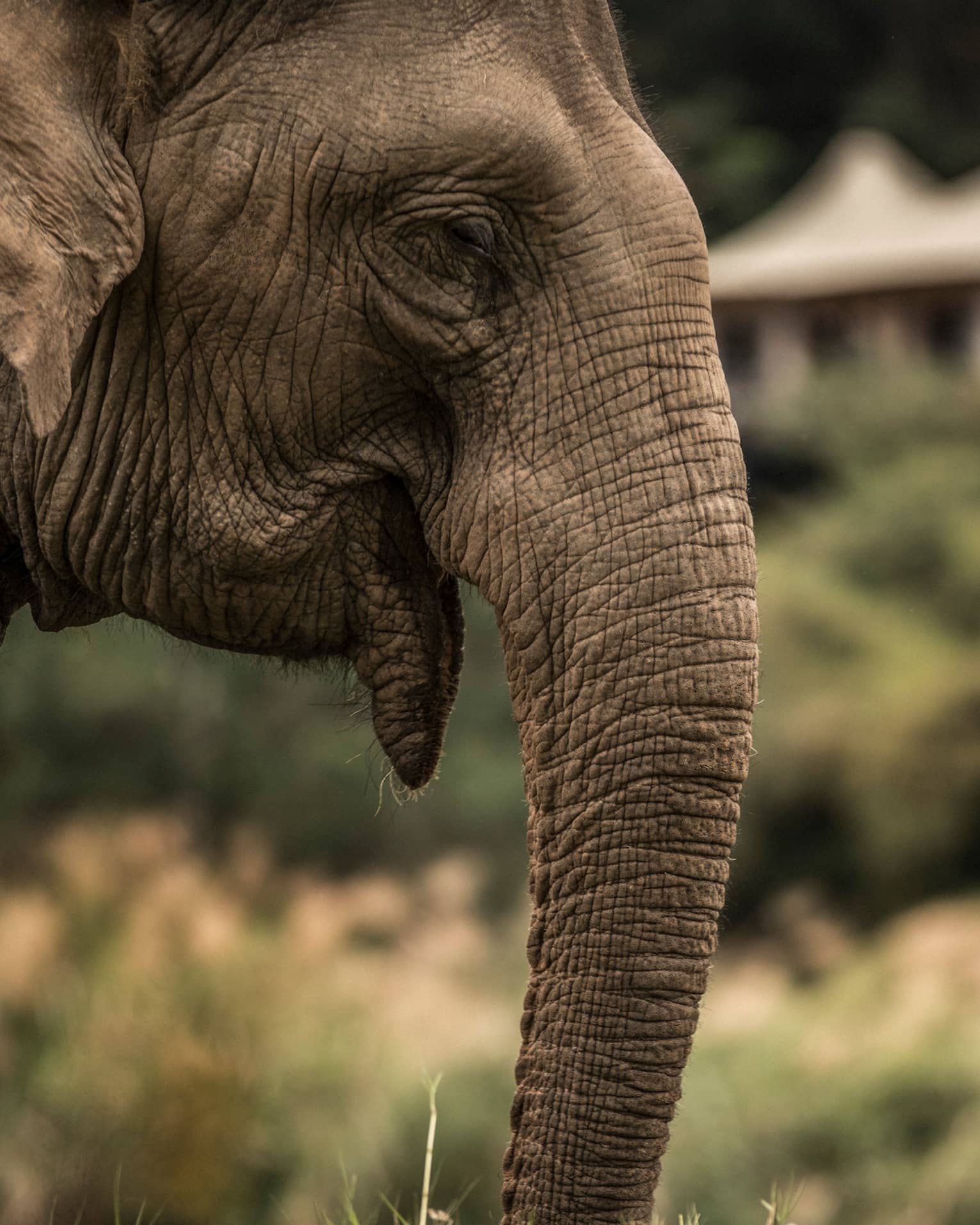 Side view of elephant head, ears, trunk