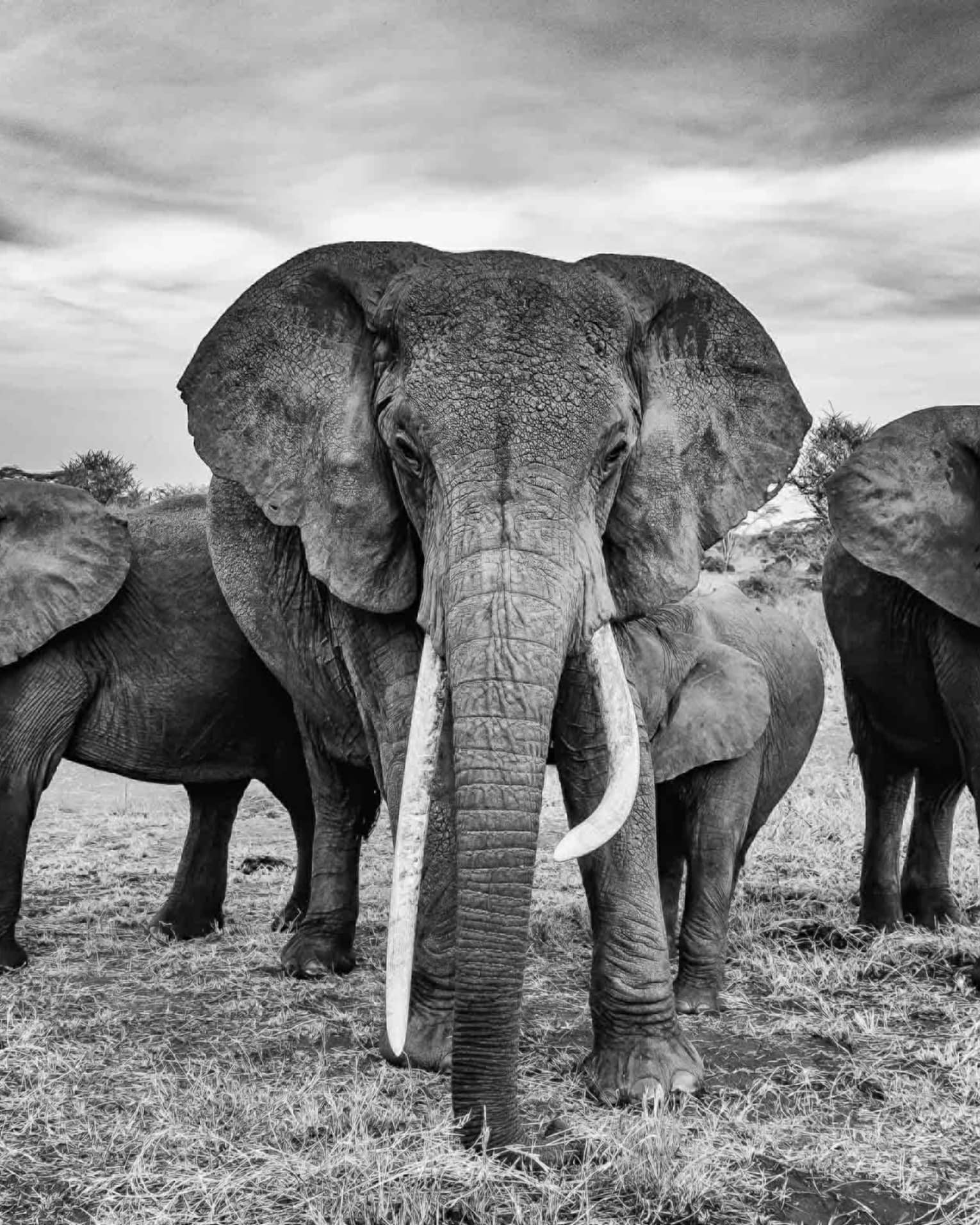 Black and white photo of herd of elephants