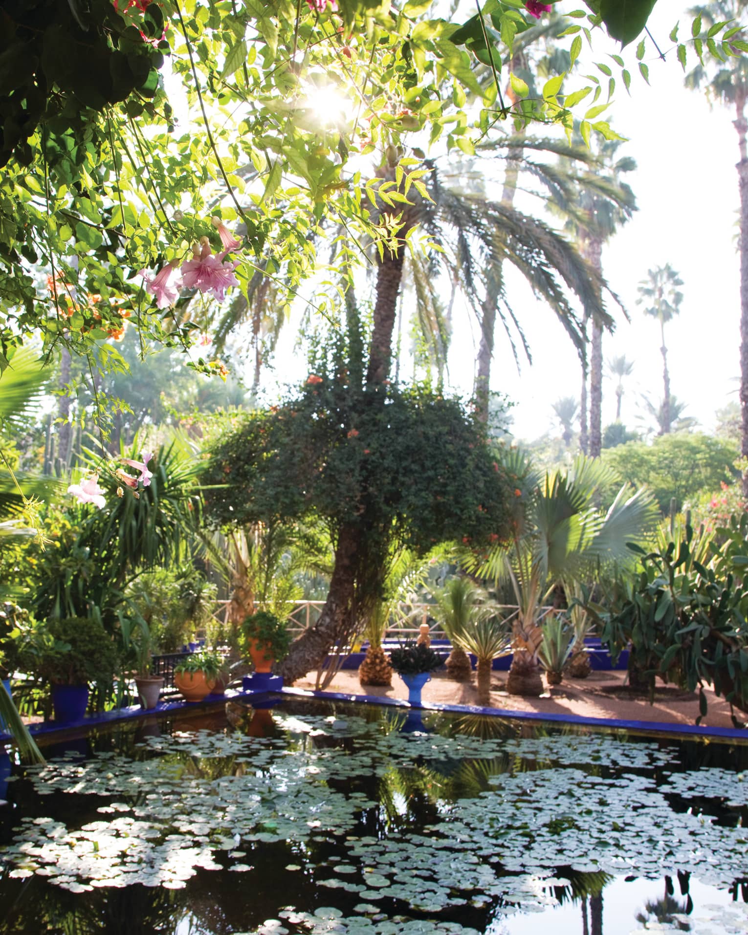 Palm trees, tropical plants around patio, outdoor pond with lily pads