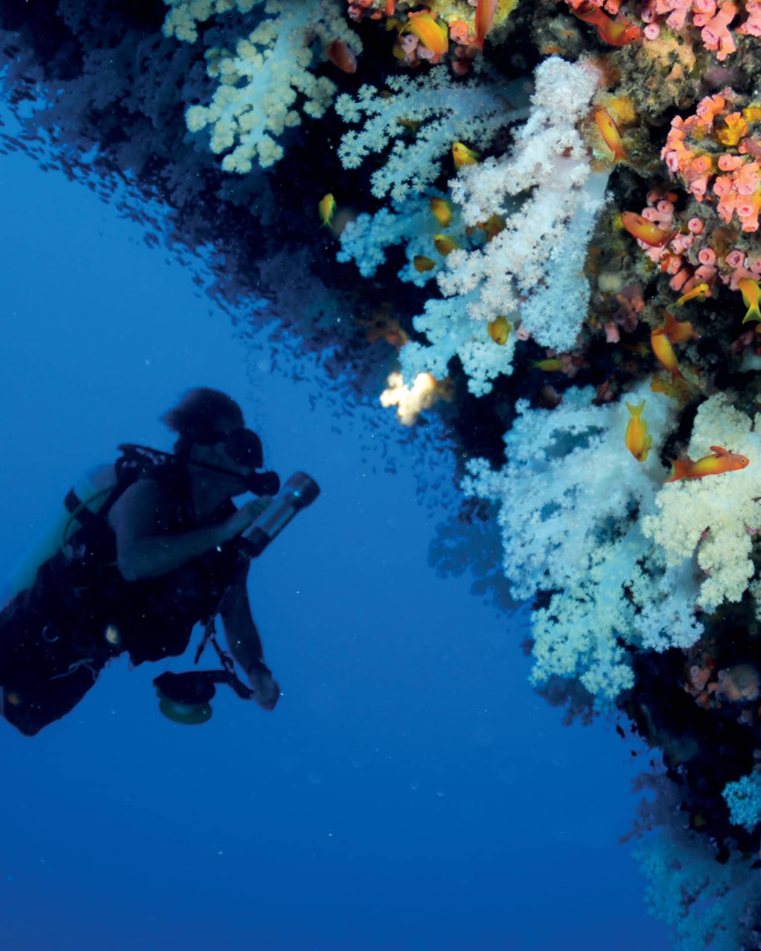 Scuba diver swims underwater next to colourful coral reef