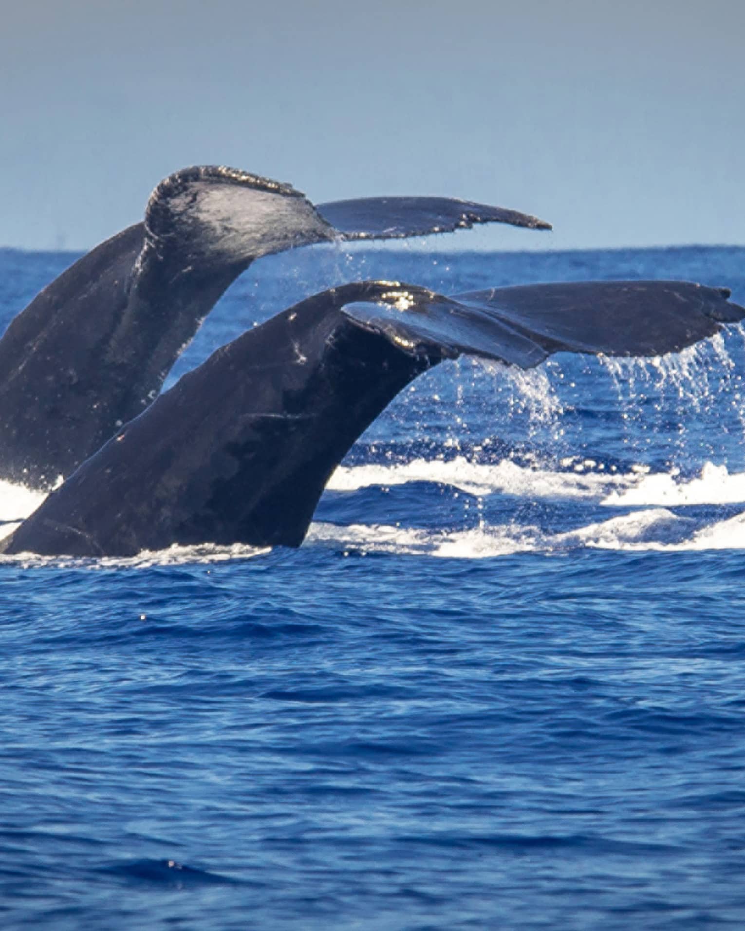 The tails of two humpback whales rise above the ocean off the coast of Maui