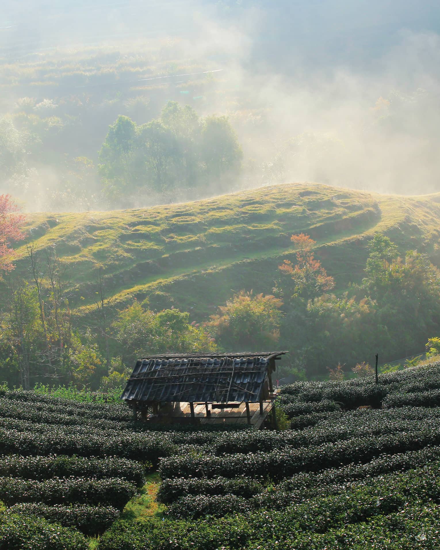 Misty morning over a lush tea garden with a quaint hut.
