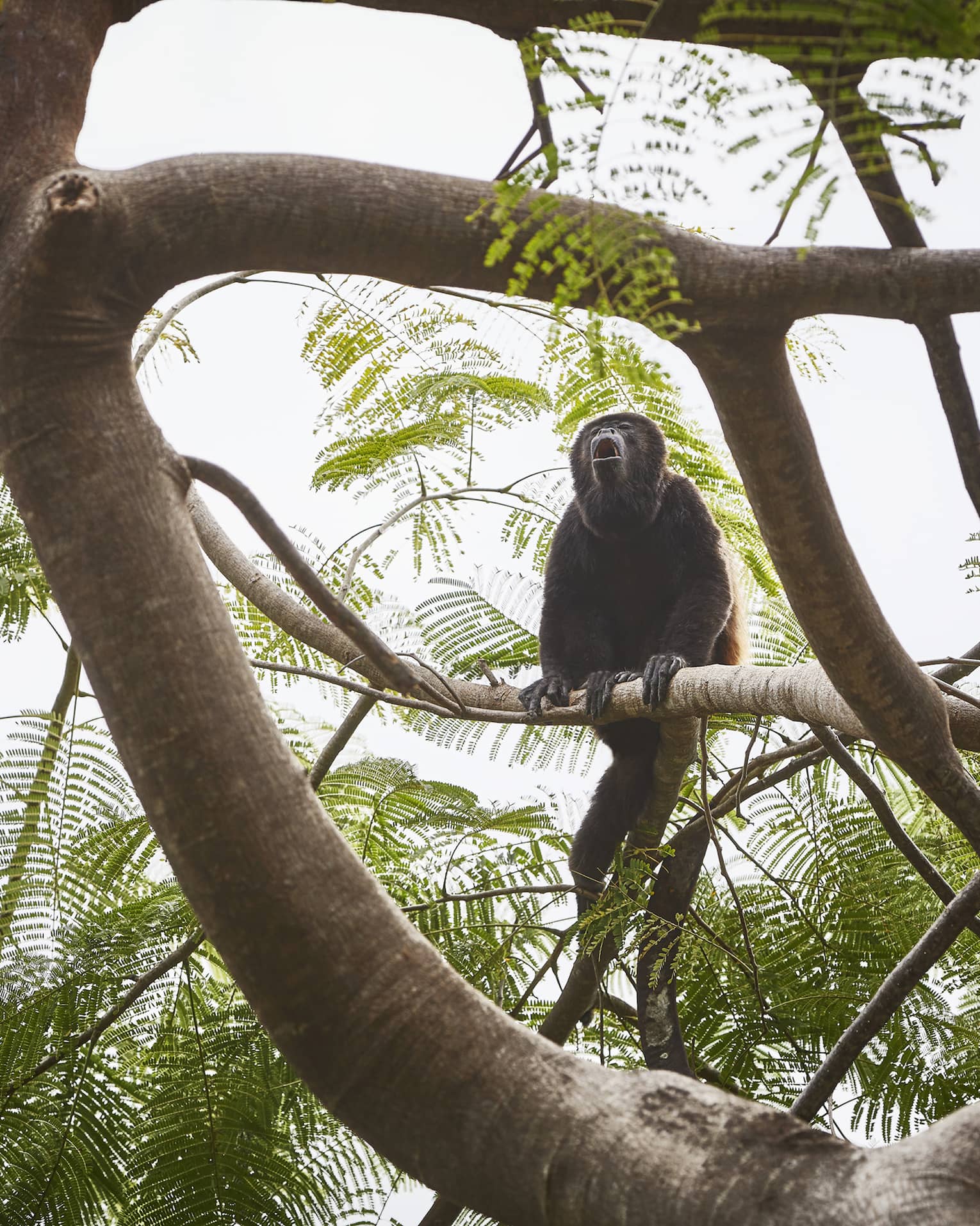 A howler monkey sits in a tree