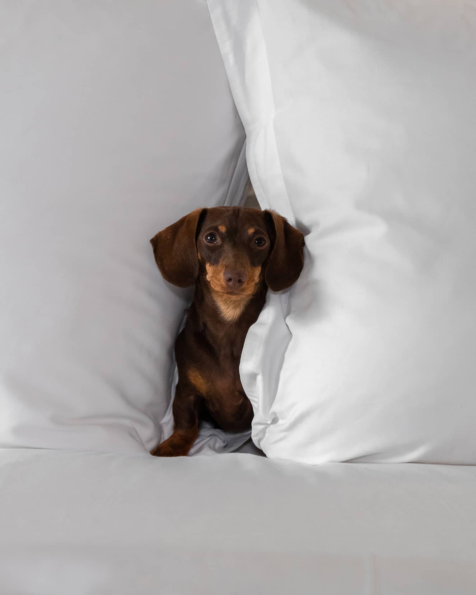 A small dog between two white pillows.
