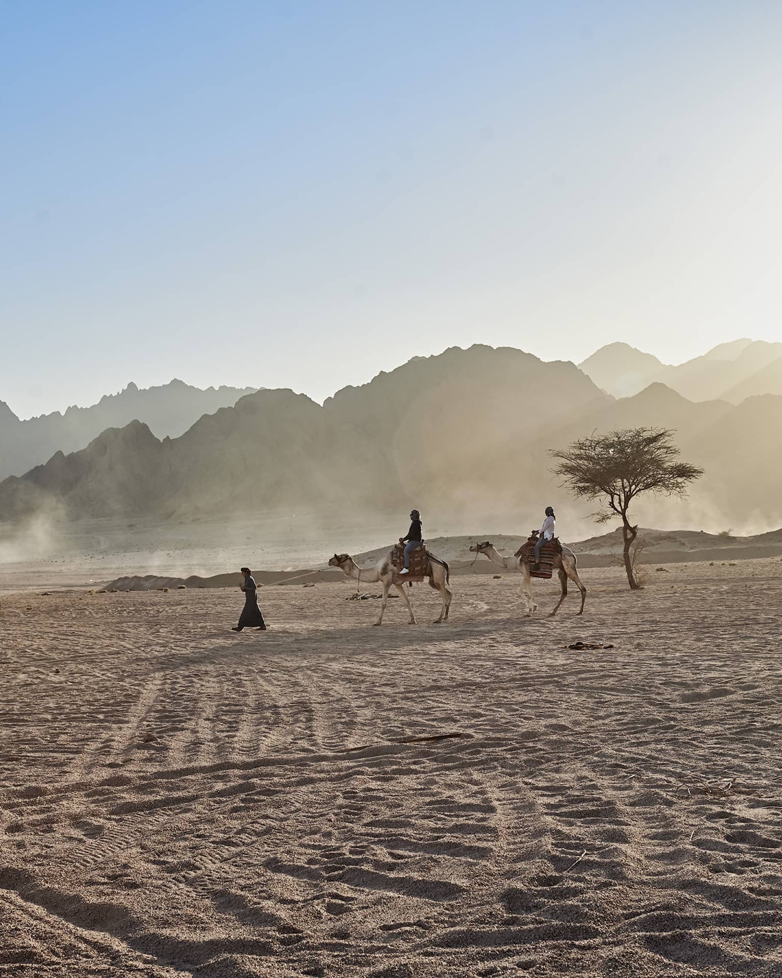 A guide lead two people riding camels in desert near small tree