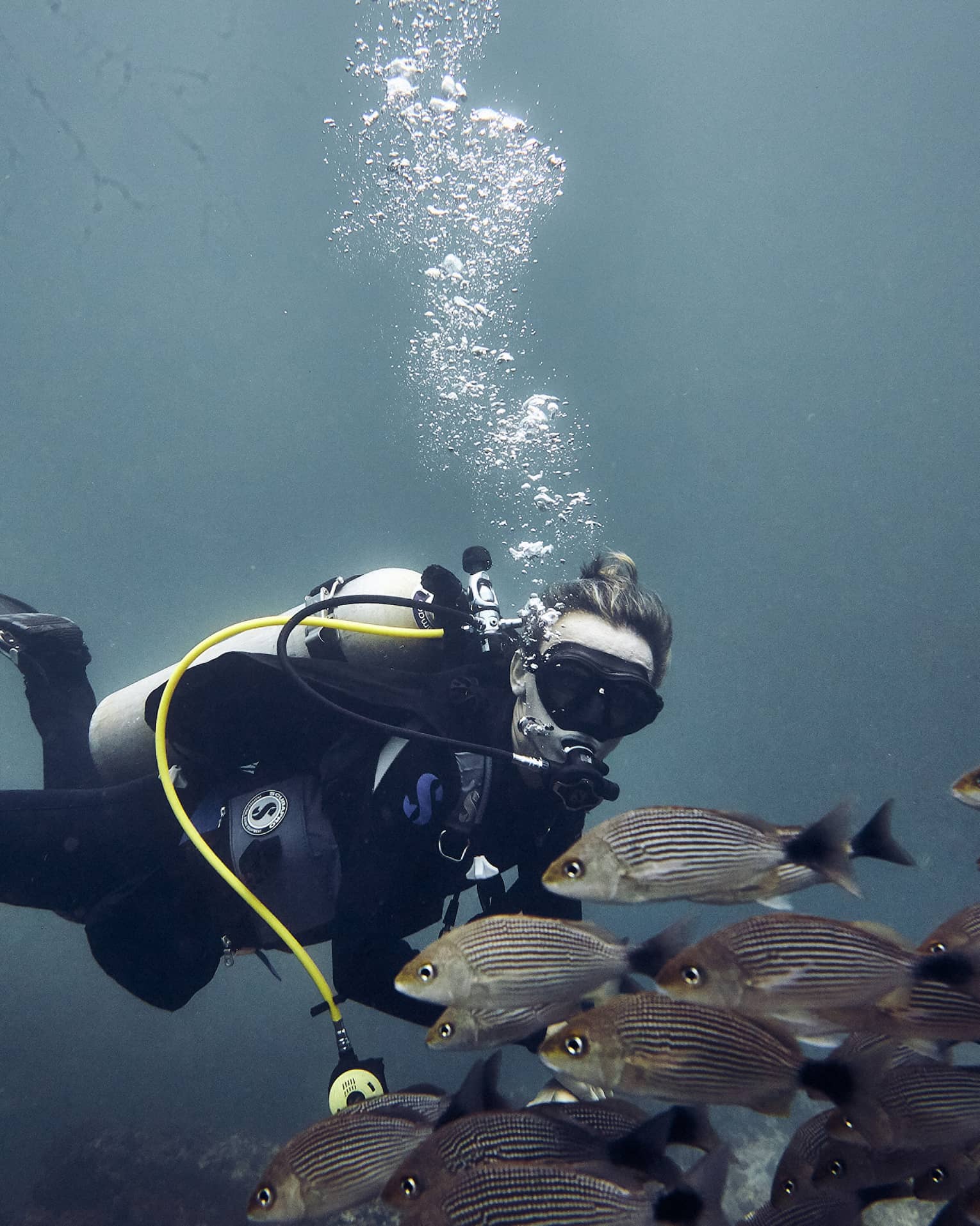 Scuba diver under ocean with school of fish