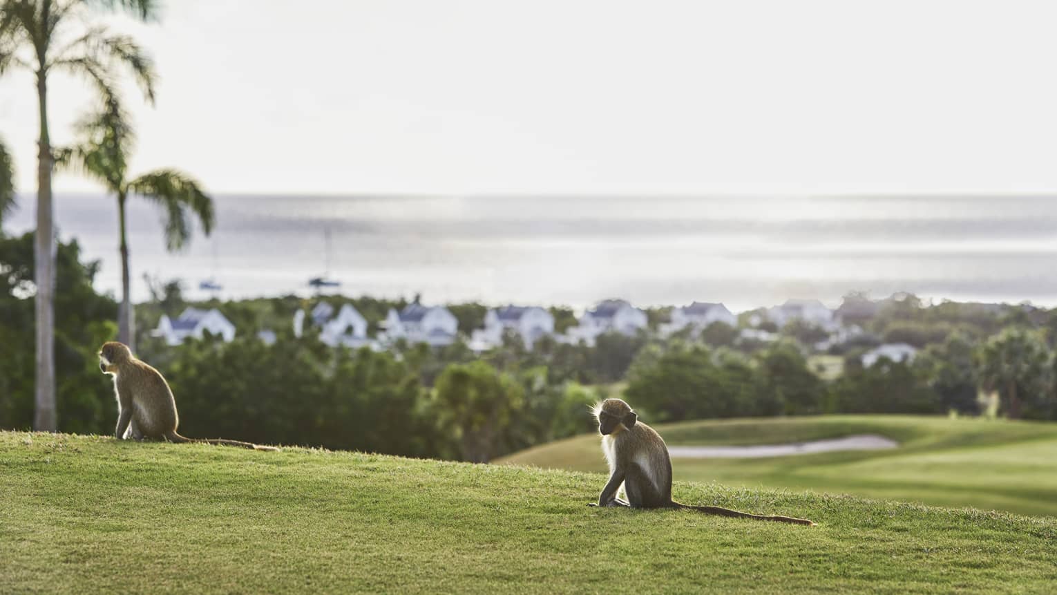 Two monkeys sit on green hill, ocean in background