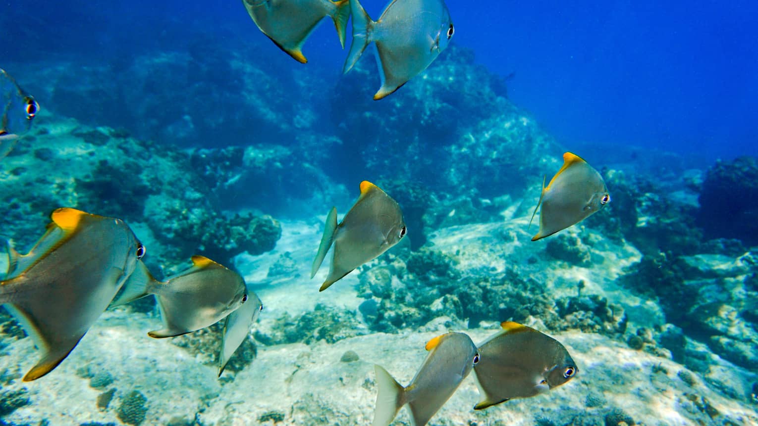 Blue and yellow fish swimming by the ocean floor.