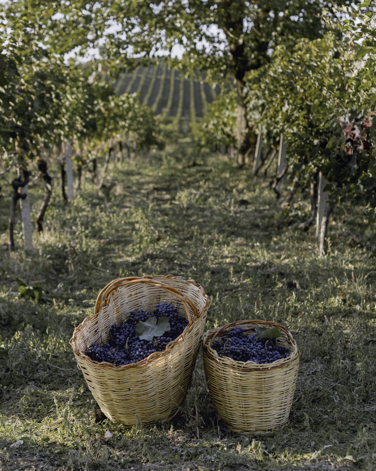 Two baskets of grapes on winery pathway