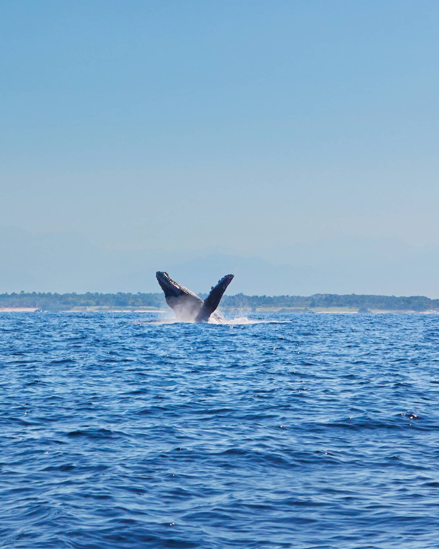 Under a clear blue sky, sandy shore and hazy mountains in the distance, a whale’s head and fin emerge from frothy ocean water.