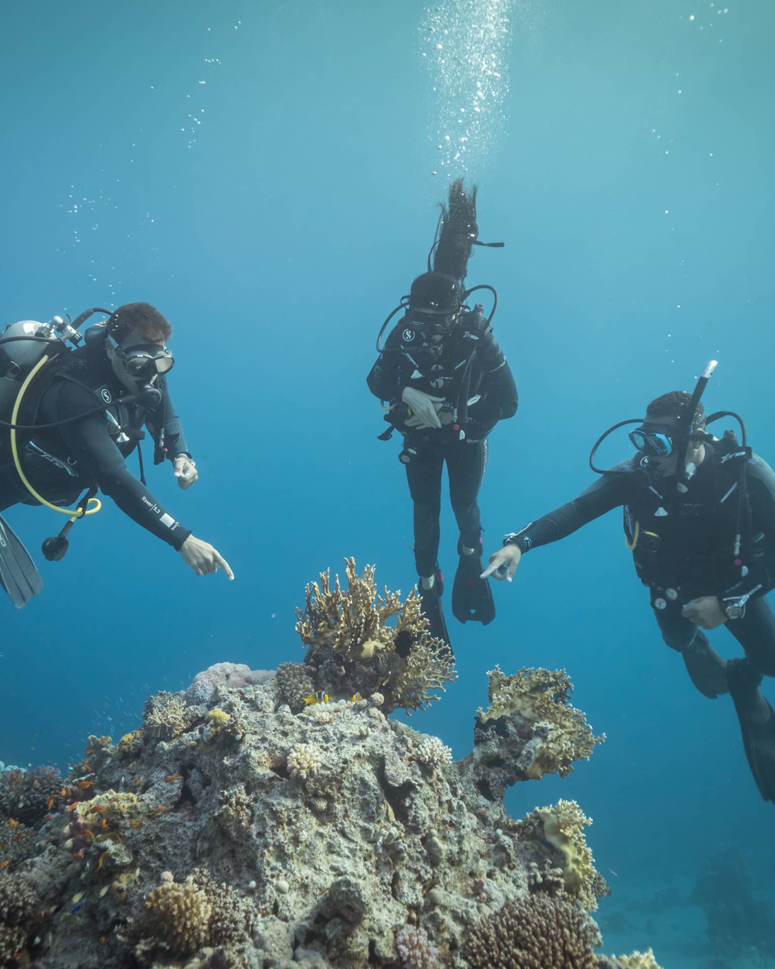 Front view of three scuba divers in clear, dark waters; two divers point at a group of yellow coral protruding from the rock.