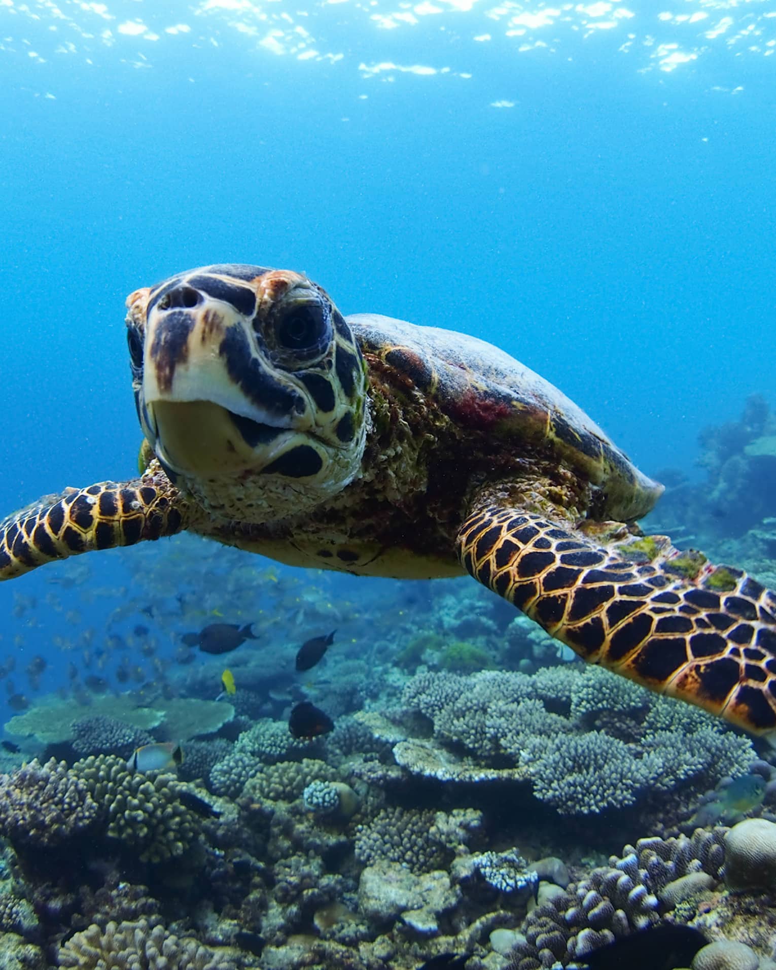 Close-up view of turtle with beak-like mouth and mottled front flippers, swimming above coral, fish below and in background.