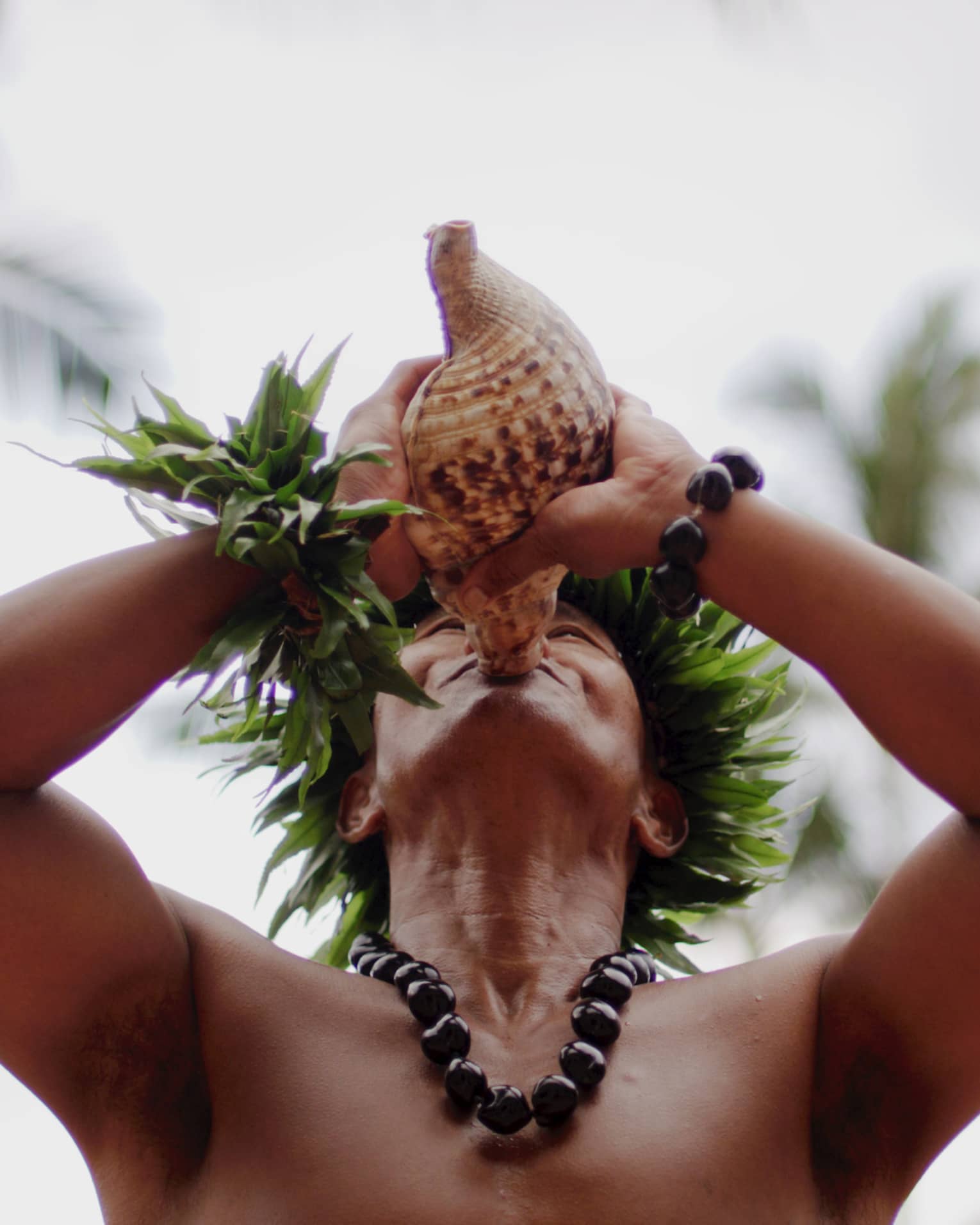 Hawaiian man wearing traditional necklace and headpiece blows in a conch shell