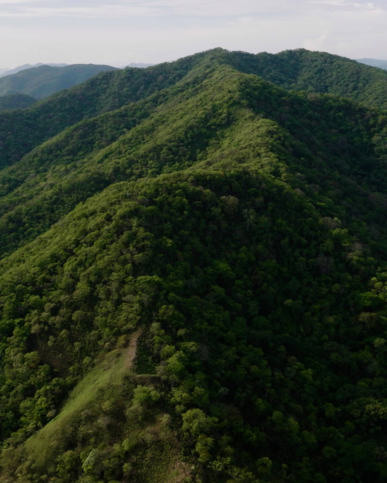 Aerial view of tree-covered mountain