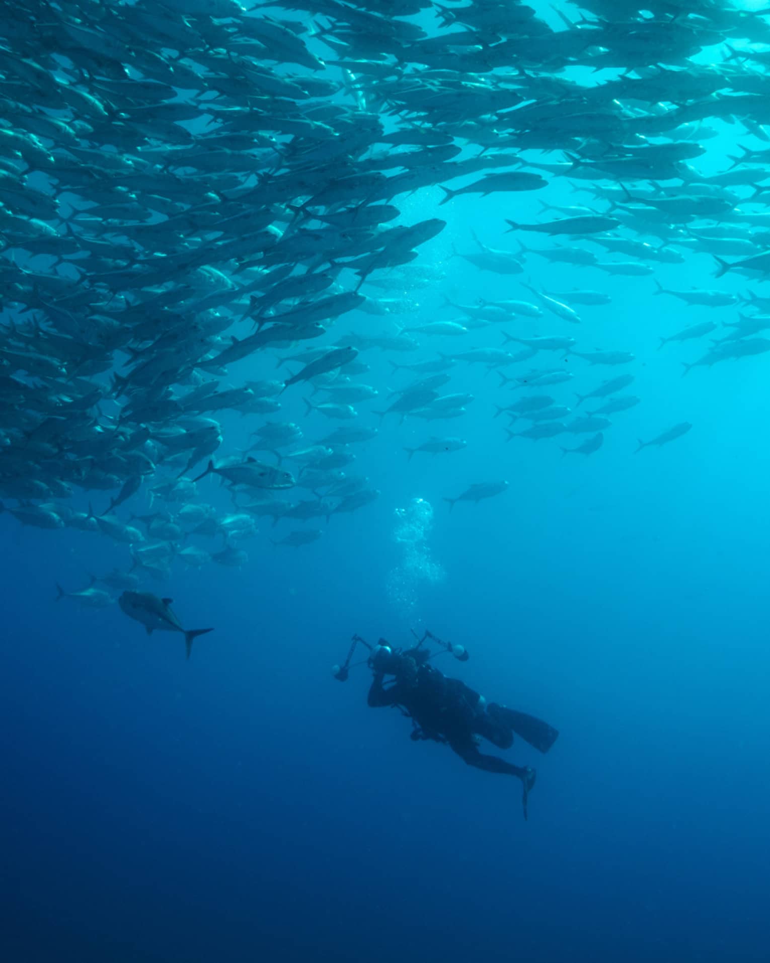 A person scuba diving inn the ocean with hundreds of fish swimming around them.
