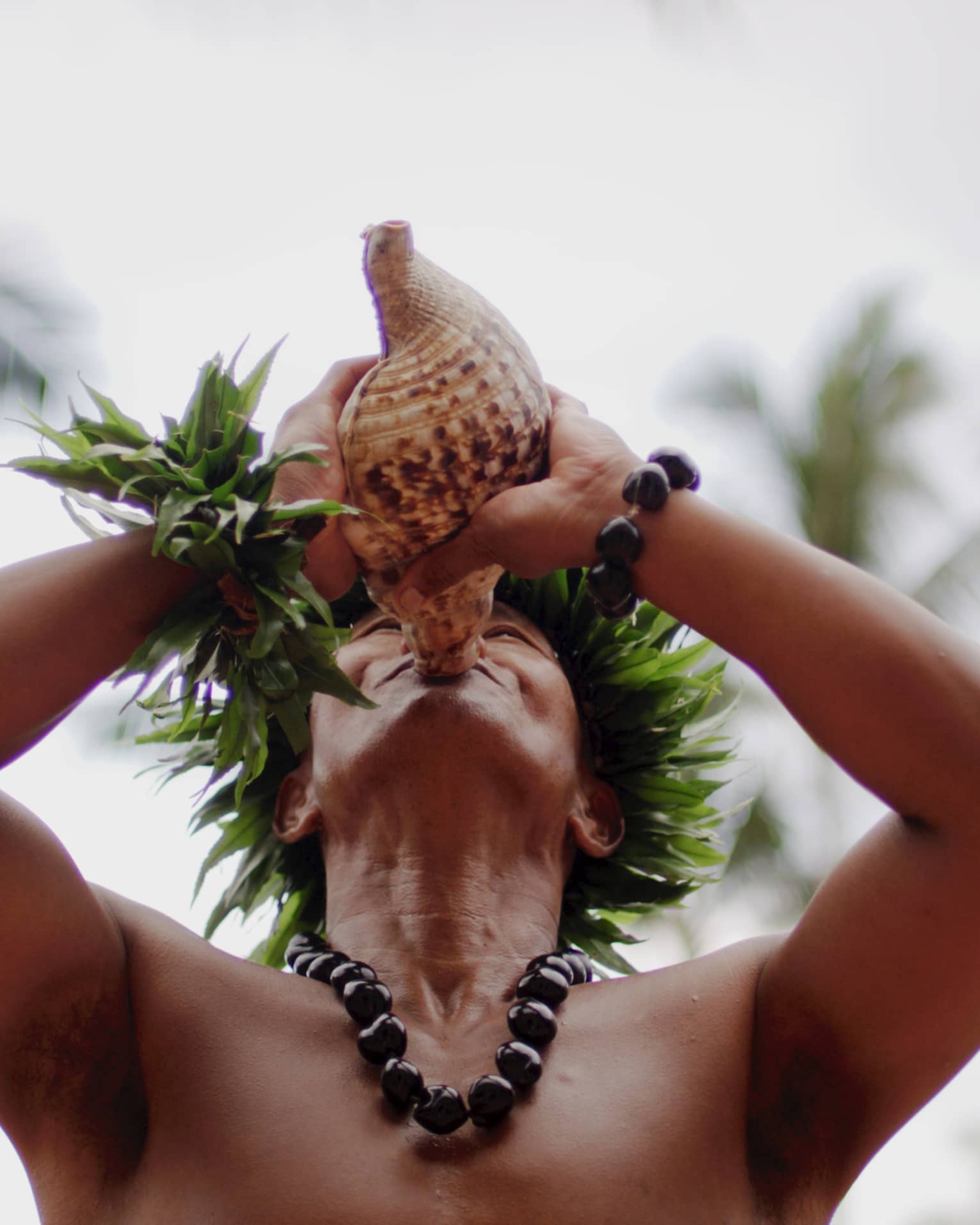 Hawaiian man wearing traditional necklace and headpiece blows in a conch shell