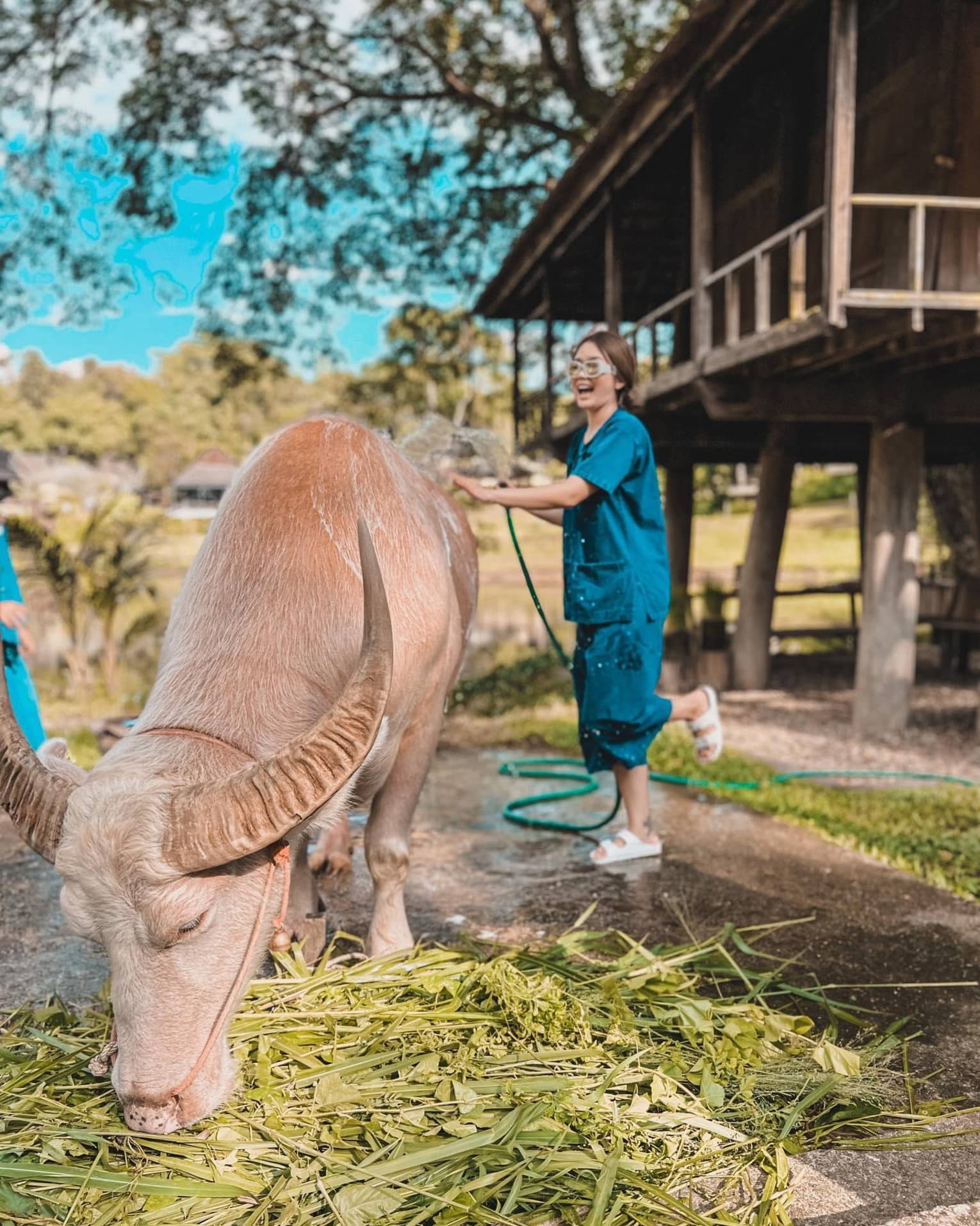 Guest hosing down a farm animal