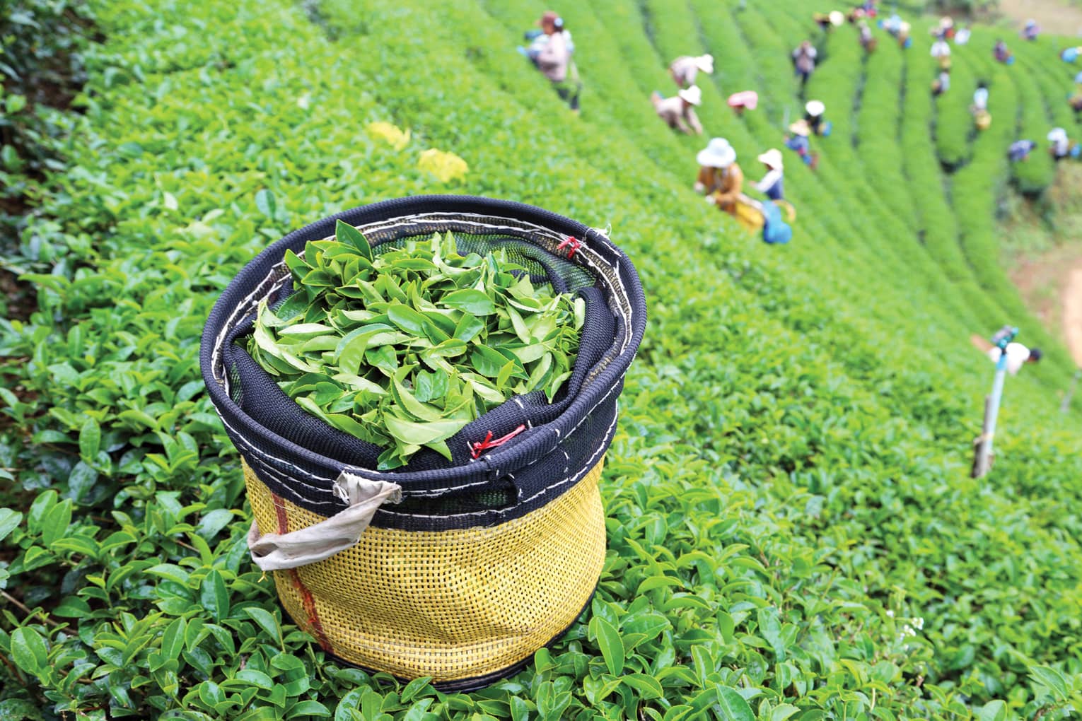 A basket filled with freshly picked tea leaves sits in a lush green tea plantation, with workers picking leaves in the background, creating a vibrant and lively scene.