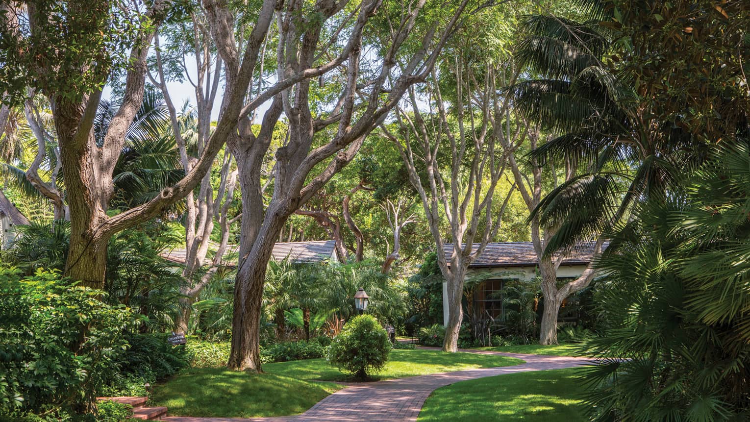 Brick path through garden, bungalows behind tall trees 