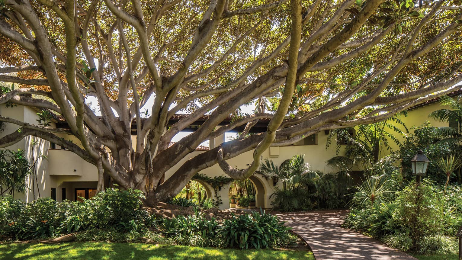 An up-close shot of a Spanish Colonial-style building surrounded by lush greenery and a Moreton Bay fig tree in front