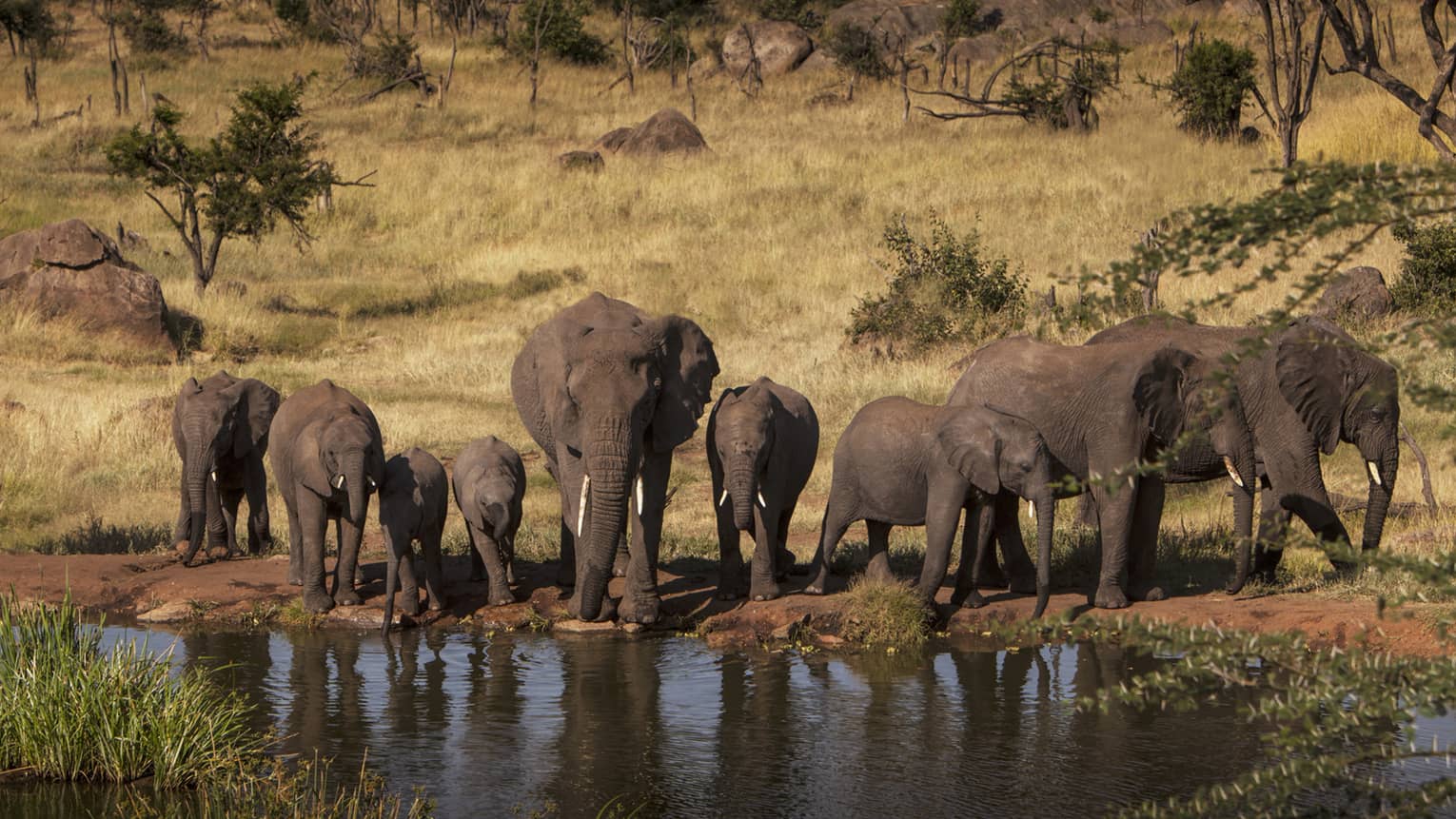 A pack of elephants drinking from a watering hole