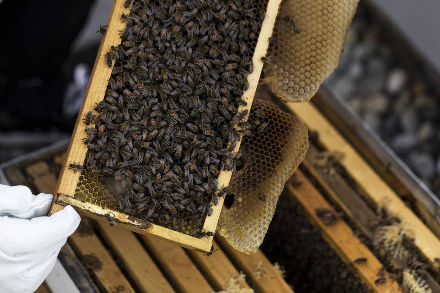 A cluster of honey bees on a honey comb built into a wooden frame that was taken out of a hive box by a gloved beekeeper.