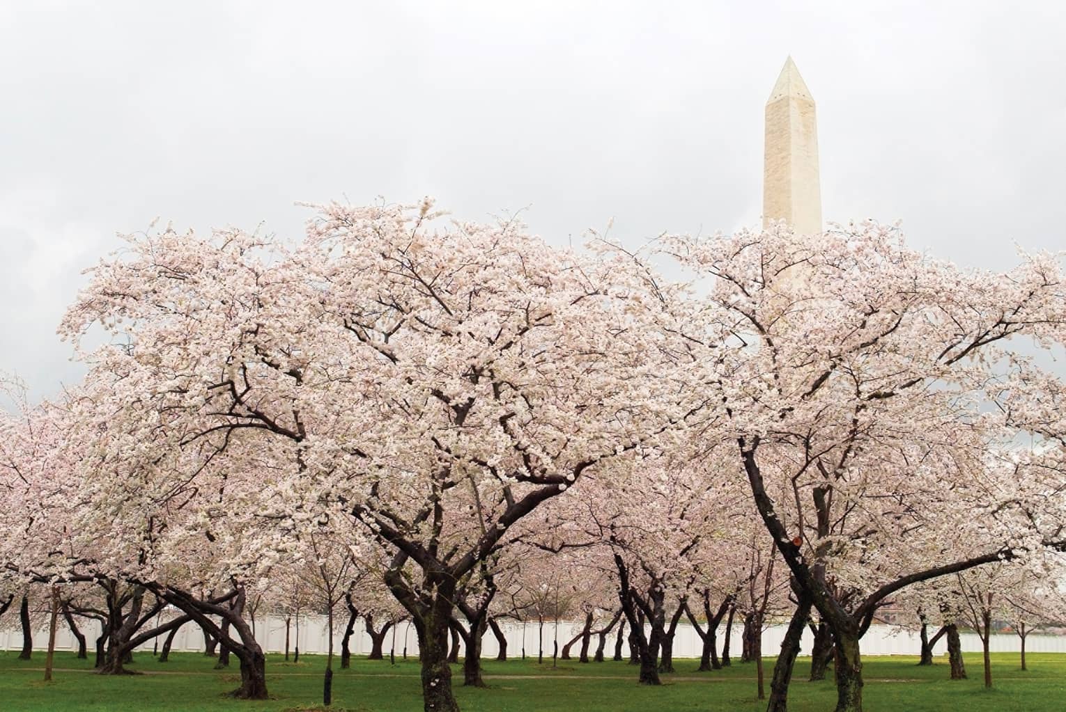 Cherry blossoms on tree with Washington Monument in background