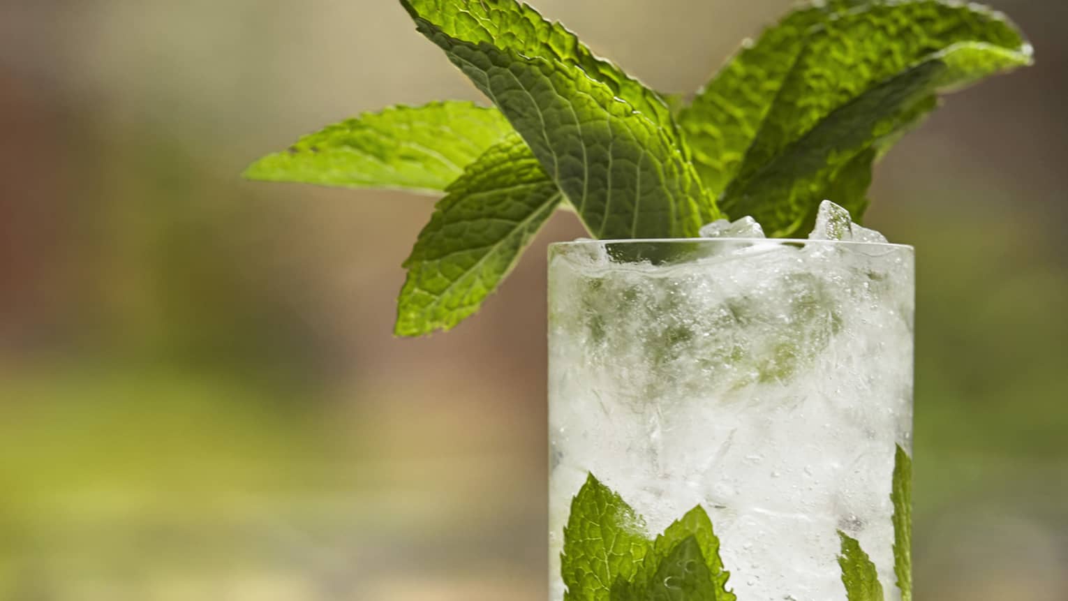 Fresh mint on top of mint julep cocktail
