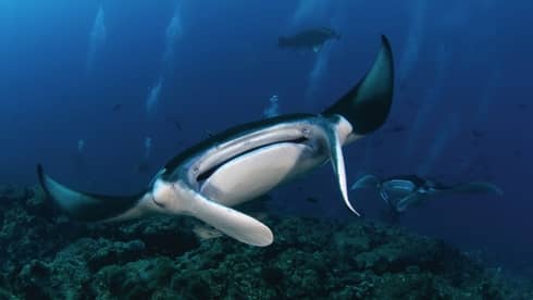 Close-up of manta ray with wide mouth, small eyes underwater in lagoon