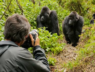 Rwanda gorillas 